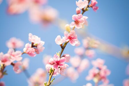 Pink peach blossom spring backgroundの写真素材