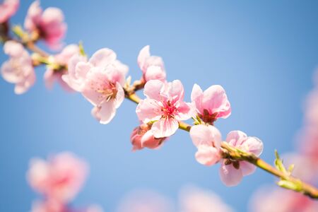 Pink peach blossom spring backgroundの写真素材