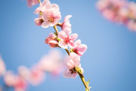 Pink peach blossom spring backgroundの写真素材