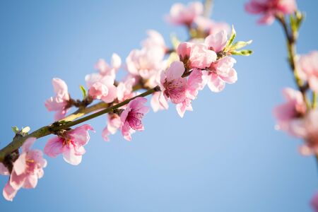 Pink peach blossom spring backgroundの写真素材