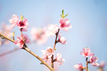Pink peach blossom spring backgroundの写真素材