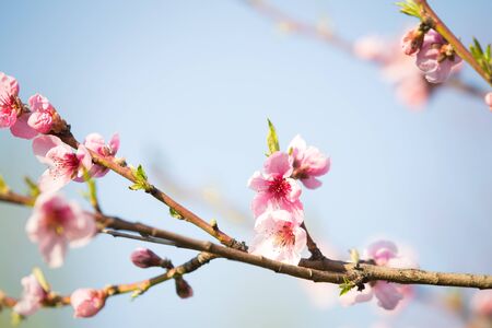 Pink peach blossom spring backgroundの写真素材