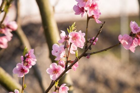 Pink peach blossom spring backgroundの写真素材