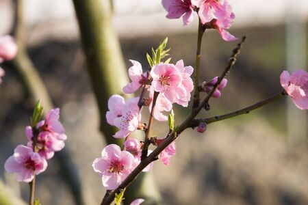 Pink peach blossom spring backgroundの写真素材