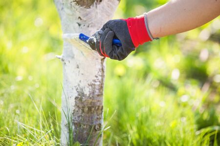Whitewashing tree trunk spring garden workの写真素材