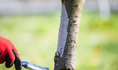 Whitewashing tree trunk spring garden workの写真素材