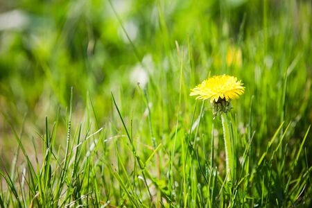 Fresh Green blurred grass backgroundの写真素材
