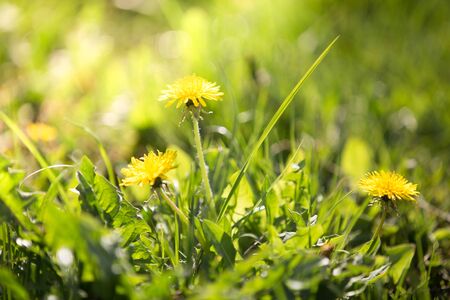 Fresh Green blurred grass backgroundの写真素材