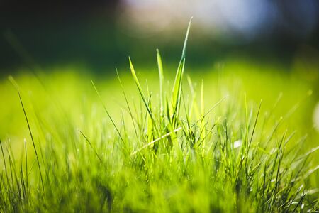 Fresh Green blurred grass backgroundの写真素材