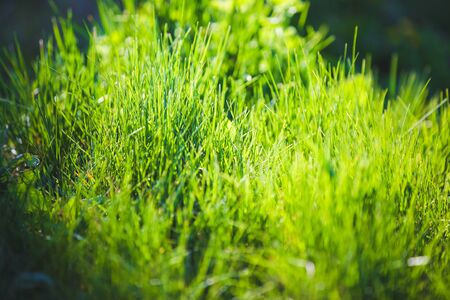 Fresh Green blurred grass backgroundの写真素材