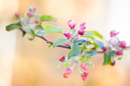Spring apple tree flowers in bloomの写真素材