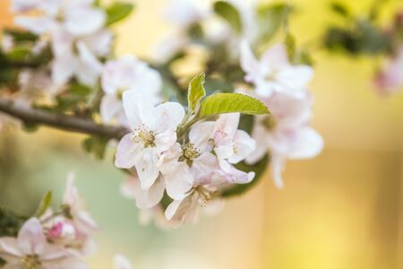 Spring apple tree flowers in bloomの写真素材