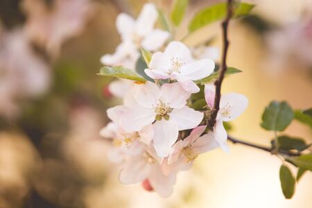 Spring apple tree flowers in bloomの写真素材