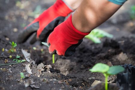 Planting cucumber seedling in the gardenの写真素材