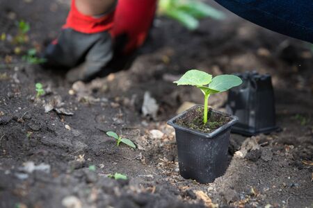 Planting cucumber seedling in the gardenの写真素材