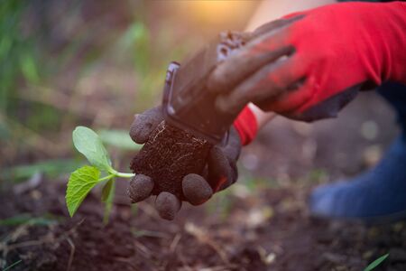 Planting cucumber seedling in the gardenの写真素材