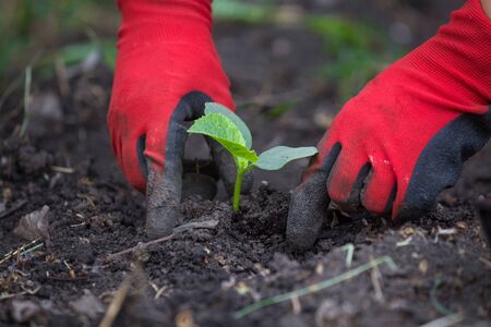 Planting cucumber seedling in the gardenの写真素材
