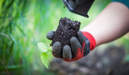 Planting cucumber seedling in the gardenの写真素材