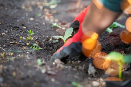 Planting cucumber seedling. Spring vegetable garden workの写真素材