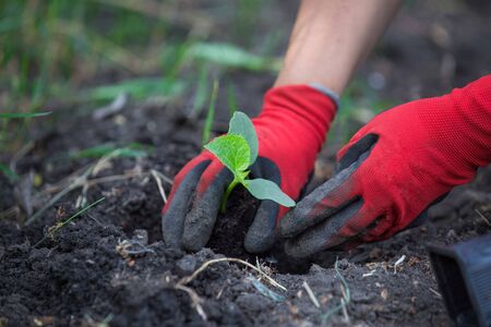 Planting cucumber seedling. Spring vegetable garden workの写真素材