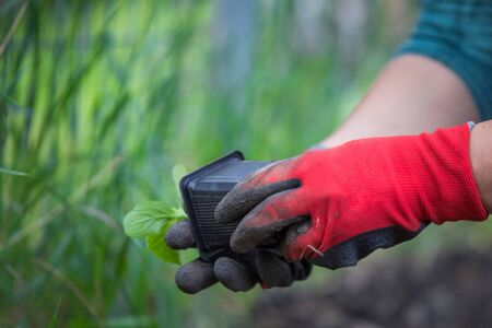 Planting cucumber seedling. Spring vegetable garden workの写真素材
