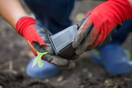 Planting cucumber seedling. Spring vegetable garden workの写真素材
