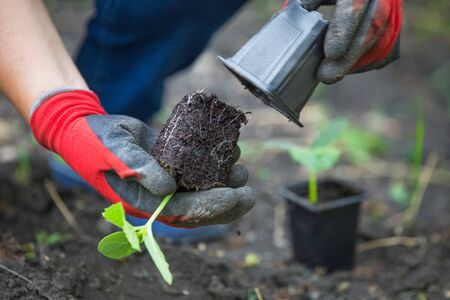 Planting a seedling in the gardenの写真素材