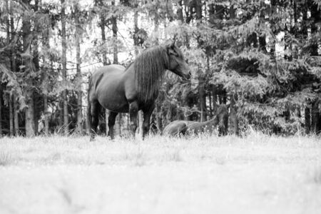 Wild horses running free at the mountainsの写真素材