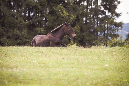 Wild horses running free at the mountainsの写真素材