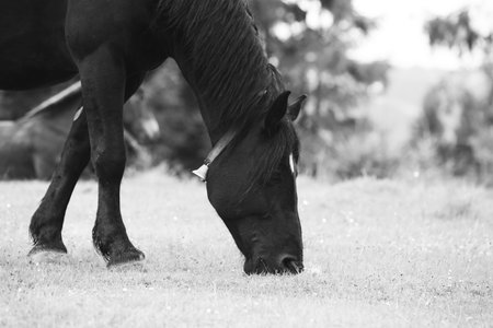 Wild horses running free at the mountainsの写真素材