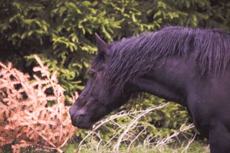 Wild horses running free at the mountainsの写真素材