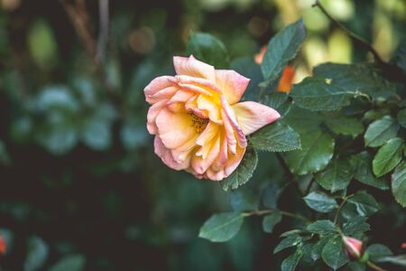 Romantic roses retro wedding backgroundの写真素材
