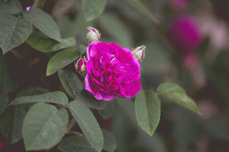 Romantic roses retro wedding backgroundの写真素材