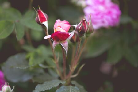 Romantic roses retro wedding backgroundの写真素材