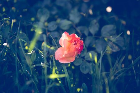Romantic roses retro wedding backgroundの写真素材