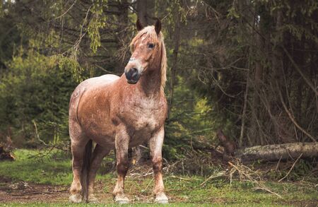 Wild horses free in the forestの写真素材