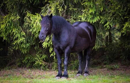 Wild horses free in the forestの写真素材