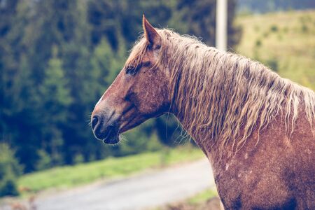 Wild horses free in the forestの写真素材