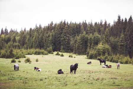 Wild horses free in the forestの写真素材