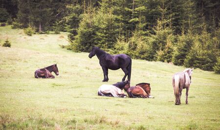 Wild horses free in the forestの写真素材