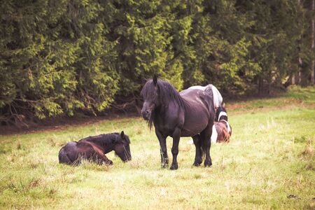 Wild horses free in the forestの写真素材