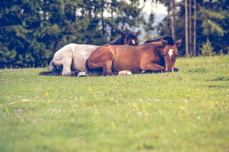 Wild horses free in the forestの写真素材