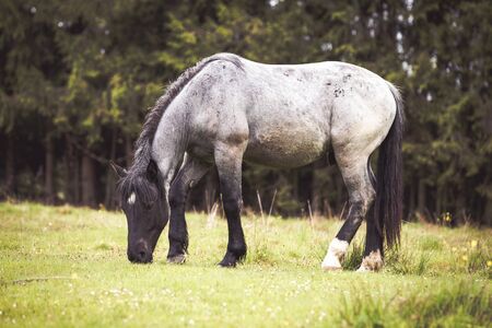 Wild horses free in the forestの写真素材