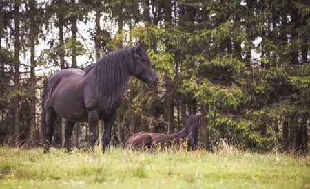 Wild horses free in the forestの写真素材