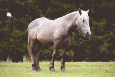 Wild horses free in the forestの写真素材
