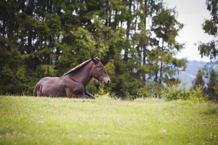 Wild horses free in the forestの写真素材