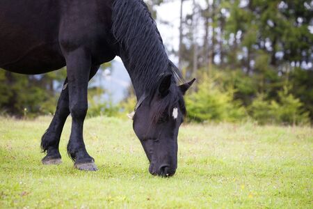 Wild horses free in the forestの写真素材