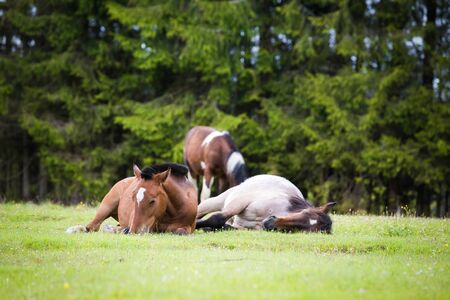 Wild horses free in the forestの写真素材