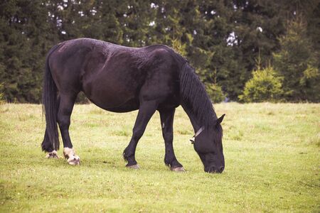 Wild horses free in the forestの写真素材