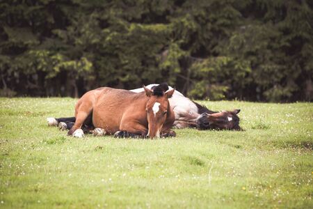 Wild horses free in the forestの写真素材